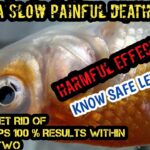 Is ammonia harmful to humans?