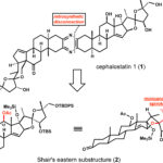 Is androsterone a steroid?
