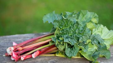 Is any part of rhubarb poisonous?