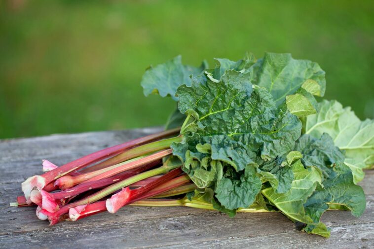 Is any part of rhubarb poisonous?