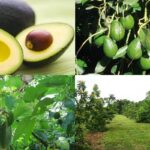 Is avocado farming profitable?