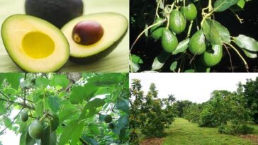 Is avocado farming profitable?