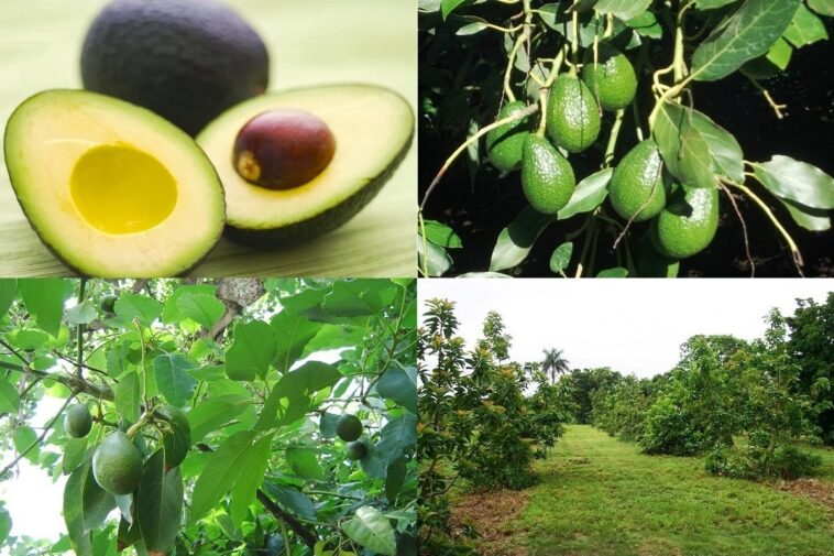 Is avocado farming profitable?