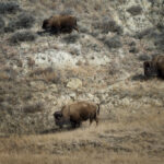 Is bison hard to digest?