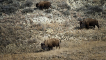 Is bison hard to digest?