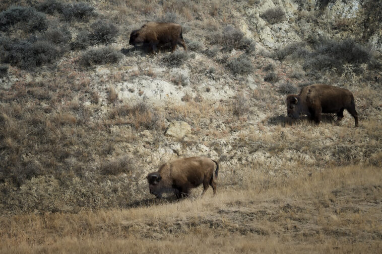 Is bison hard to digest?