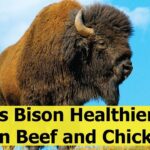 Is bison healthier than chicken?