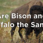 Is buffalo meat the same as bison?