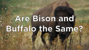 Is buffalo meat the same as bison?