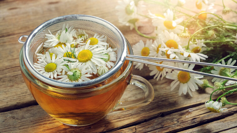 Is chamomile tea good for immune system?