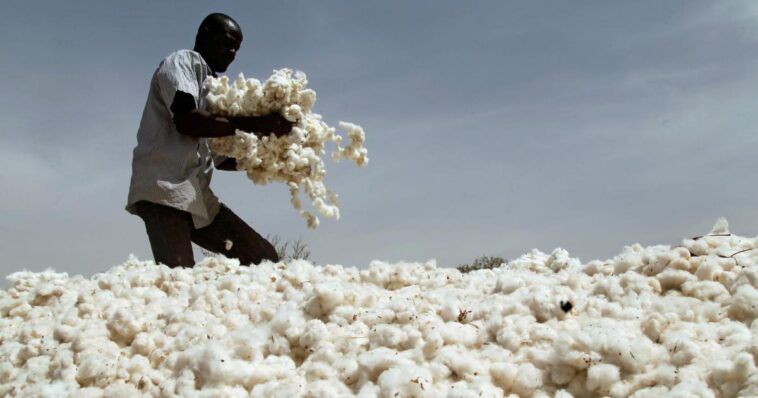 Is cotton a GMO?