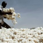 Is cotton a GMO?