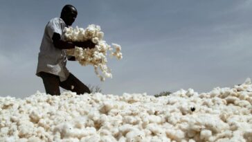 Is cotton a GMO?