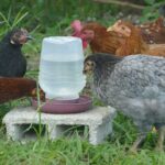 Is drinking chicken stock good for you?