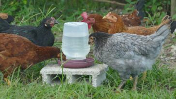 Is drinking chicken stock good for you?