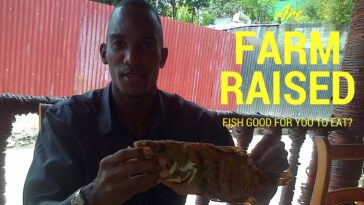 Is farm-raised catfish safe to eat?