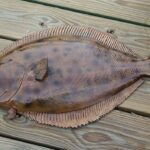 Is flounder good eating?