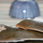 Is flounder good for cholesterol?