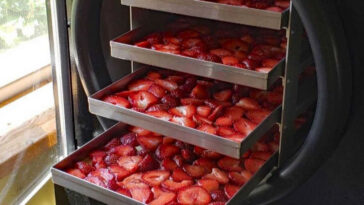 Is freeze-drying better than dehydrating?