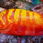 Is grouper fish expensive?