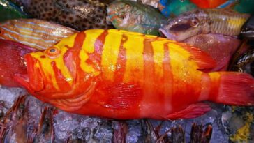 Is grouper fish expensive?