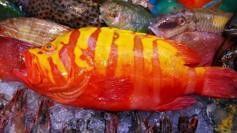 Is grouper fish expensive?