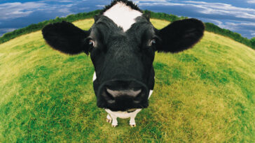 Is human milk A1 or A2?