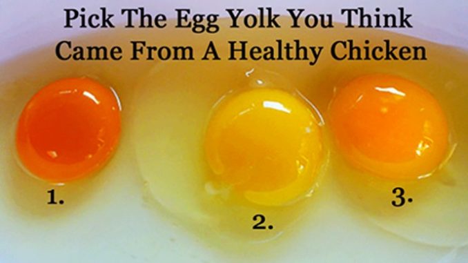 Is it OK to eat an orange egg yolk?