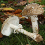 Is it OK to eat mushrooms with brown spots?