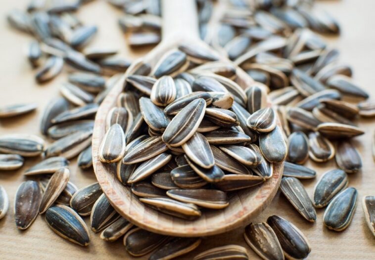 Is it OK to eat sunflower seeds every day?