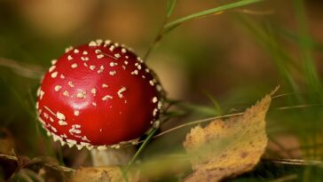 Is it better to cut or pull mushrooms?