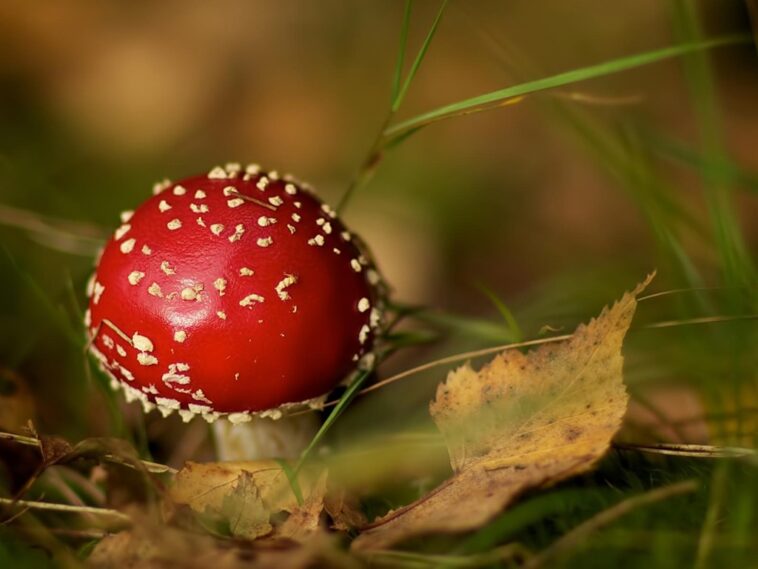 Is it better to cut or pull mushrooms?