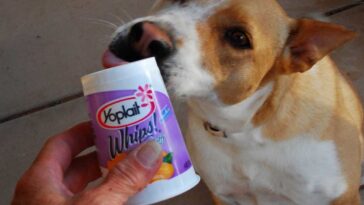 Is it good to eat Yoplait?