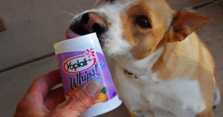 Is it good to eat Yoplait?