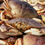 Is it illegal to catch Dungeness crab in San Francisco?