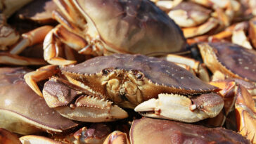 Is it illegal to catch Dungeness crab in San Francisco?