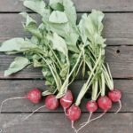 Is it okay to eat raw radishes?