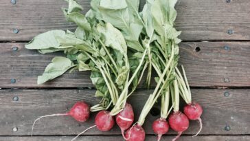 Is it okay to eat raw radishes?