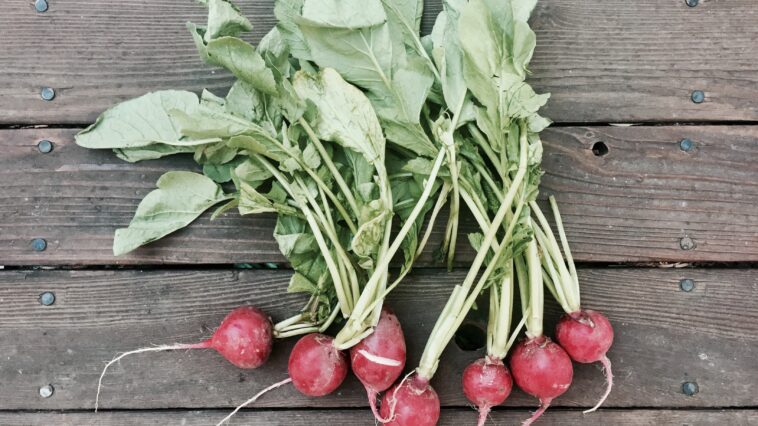 Is it okay to eat raw radishes?