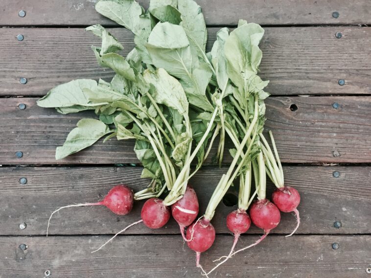 Is it okay to eat raw radishes?