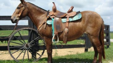 Is it safe to ride a horse alone?