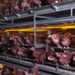 Is just bare chicken free range?