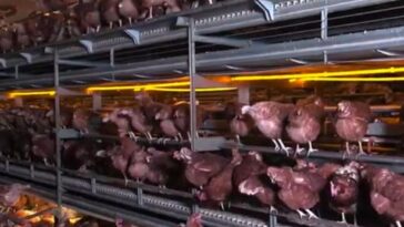 Is just bare chicken free range?