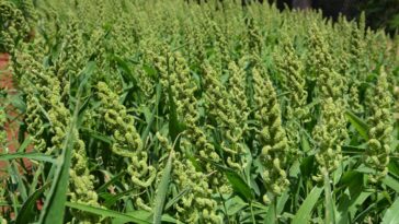 Is millet a good source of protein?