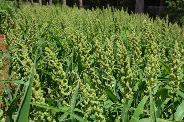 Is millet a good source of protein?