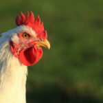 Is organic chicken better?