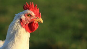 Is organic chicken better?