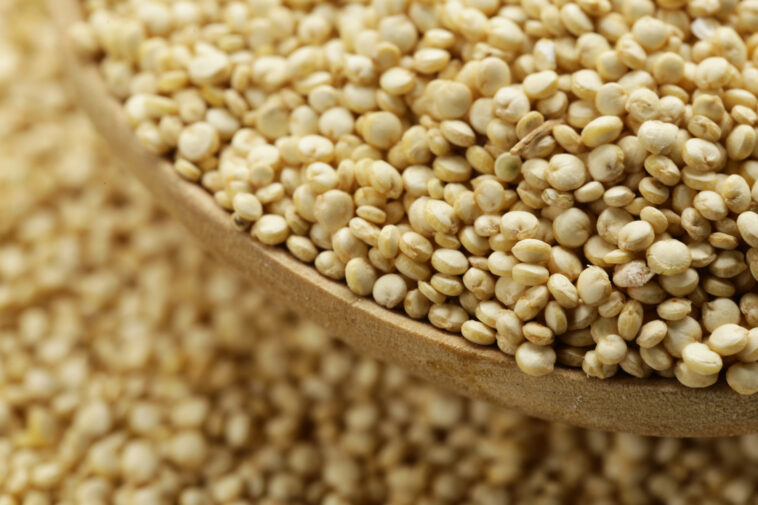 Is quinoa a grain or millet?