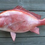 Is red fish and red snapper the same?