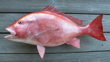 Is red fish and red snapper the same?